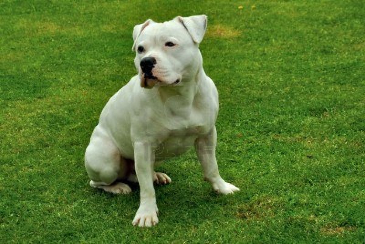 Staffordshire Bull Terrier Dog: Staffordshire Dog Staffordshire Bull Terrier Breed