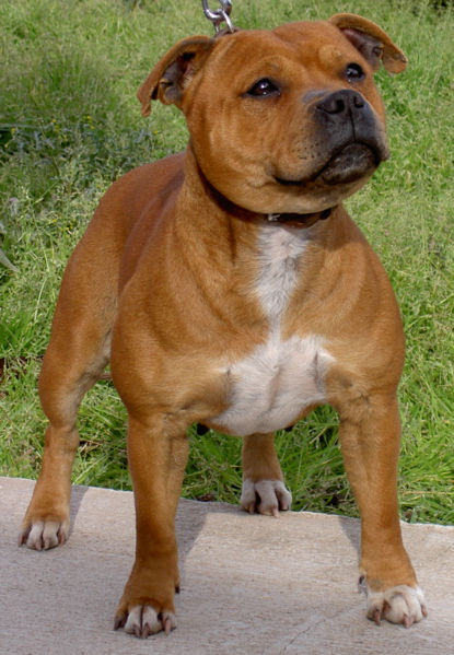 Staffordshire Bull Terrier Dog: Staffordshire Dogs Most Popular Breeds Us