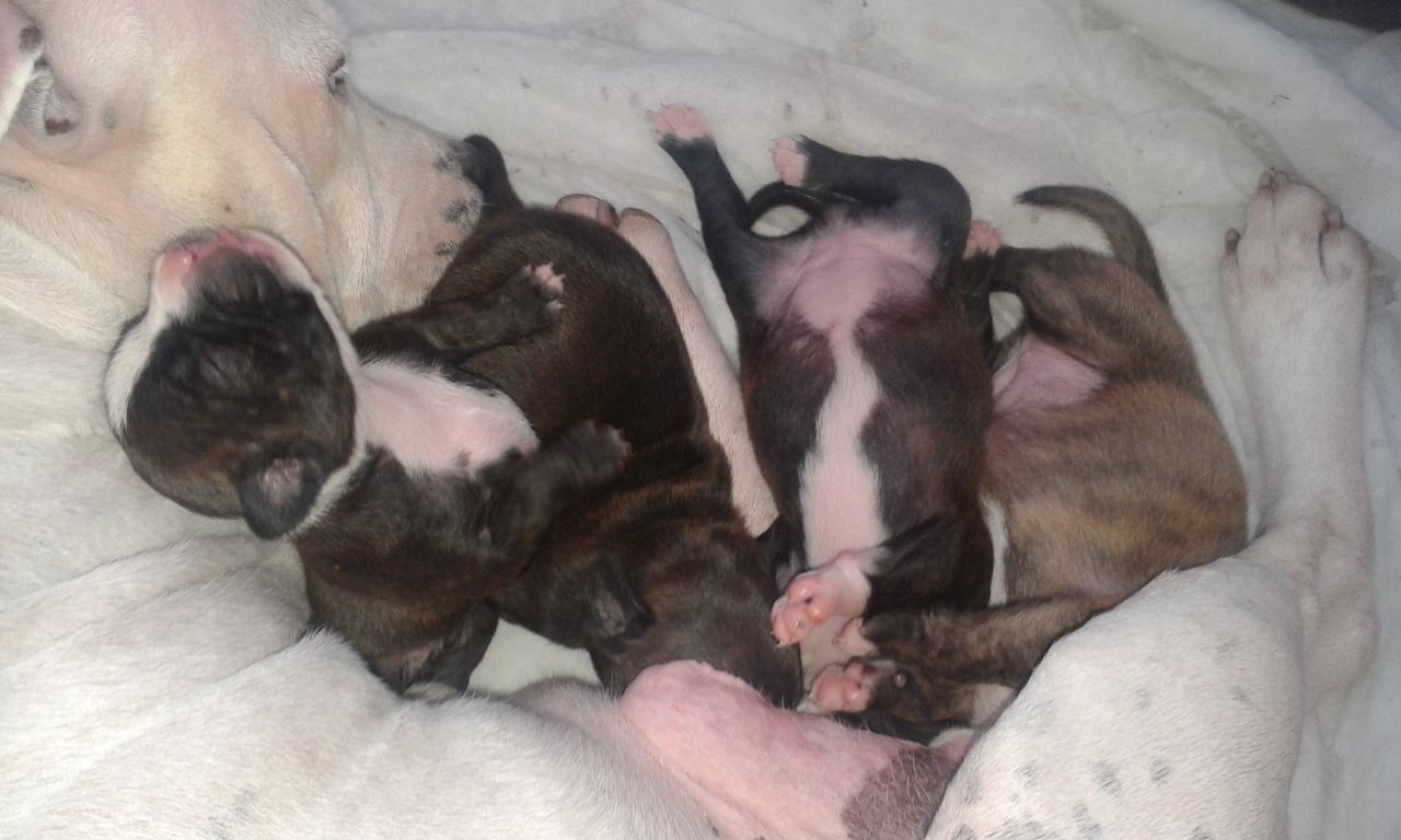 Staffordshire Bull Terrier Puppies: Staffordshire Four Staffordshire Bull Terrier Puppies Bexhill On Sea Breed