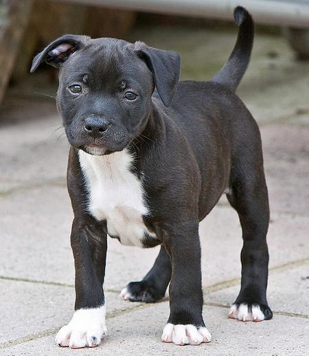 Staffordshire Bull Terrier Puppies: Staffordshire Harvey The Staffordshire Bull Terrier Breed