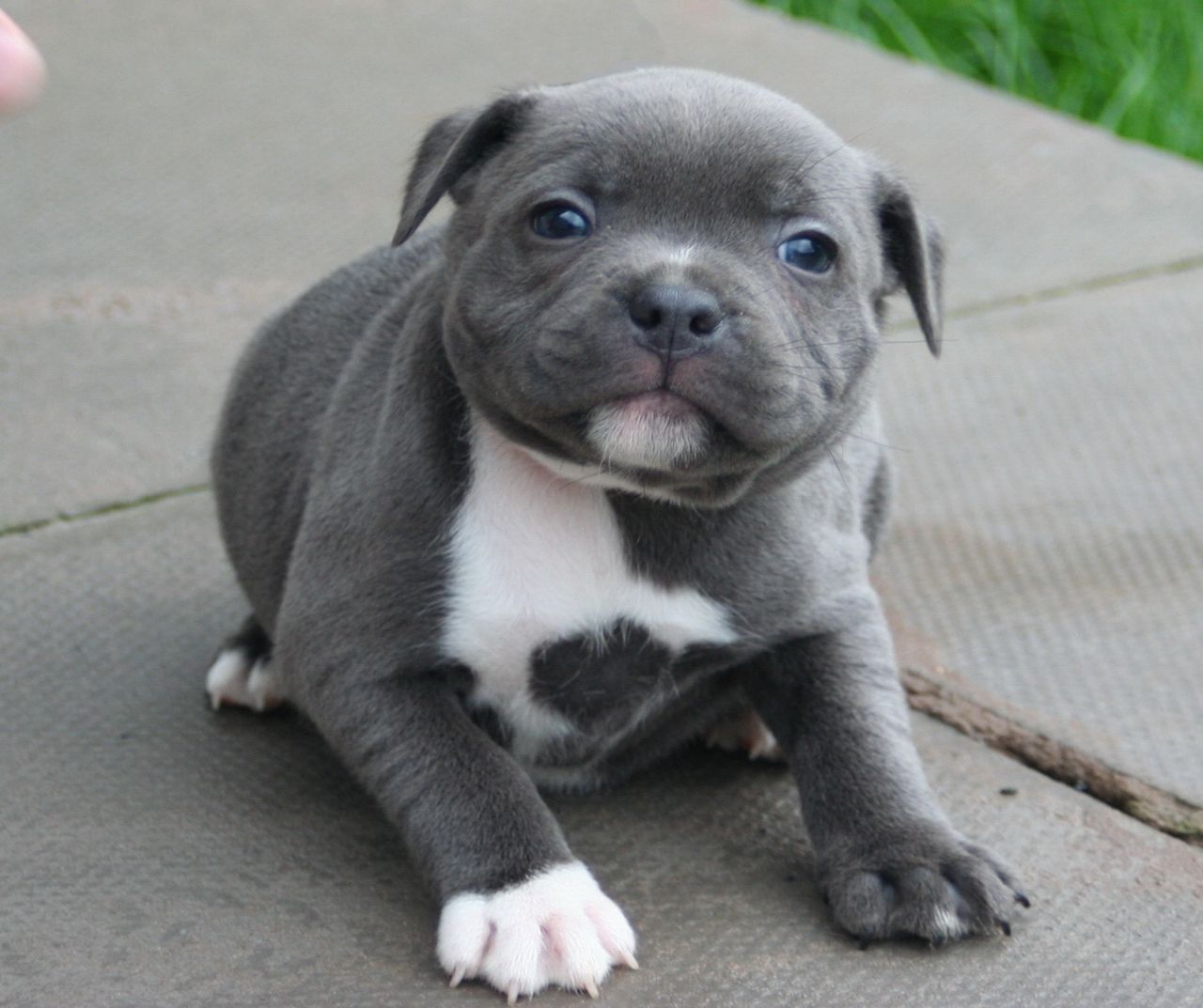 Staffordshire Bull Terrier Puppies: Staffordshire Show Quality Blue Staff Puppies Available Birmingham Breed