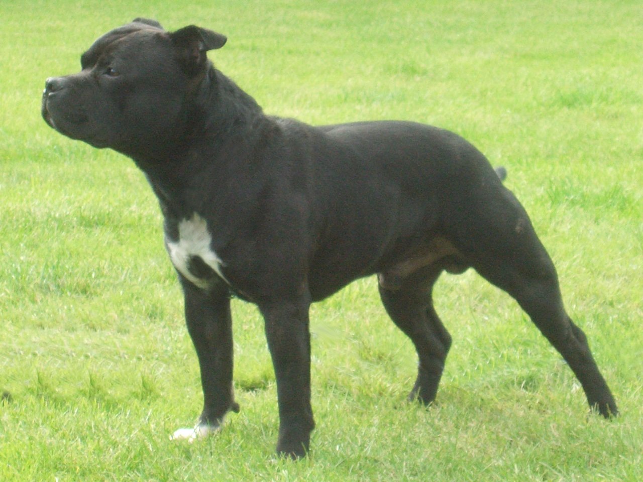 Staffordshire Bull Terrier Dog: Staffordshire Staffordshire Bull Terrier Breed