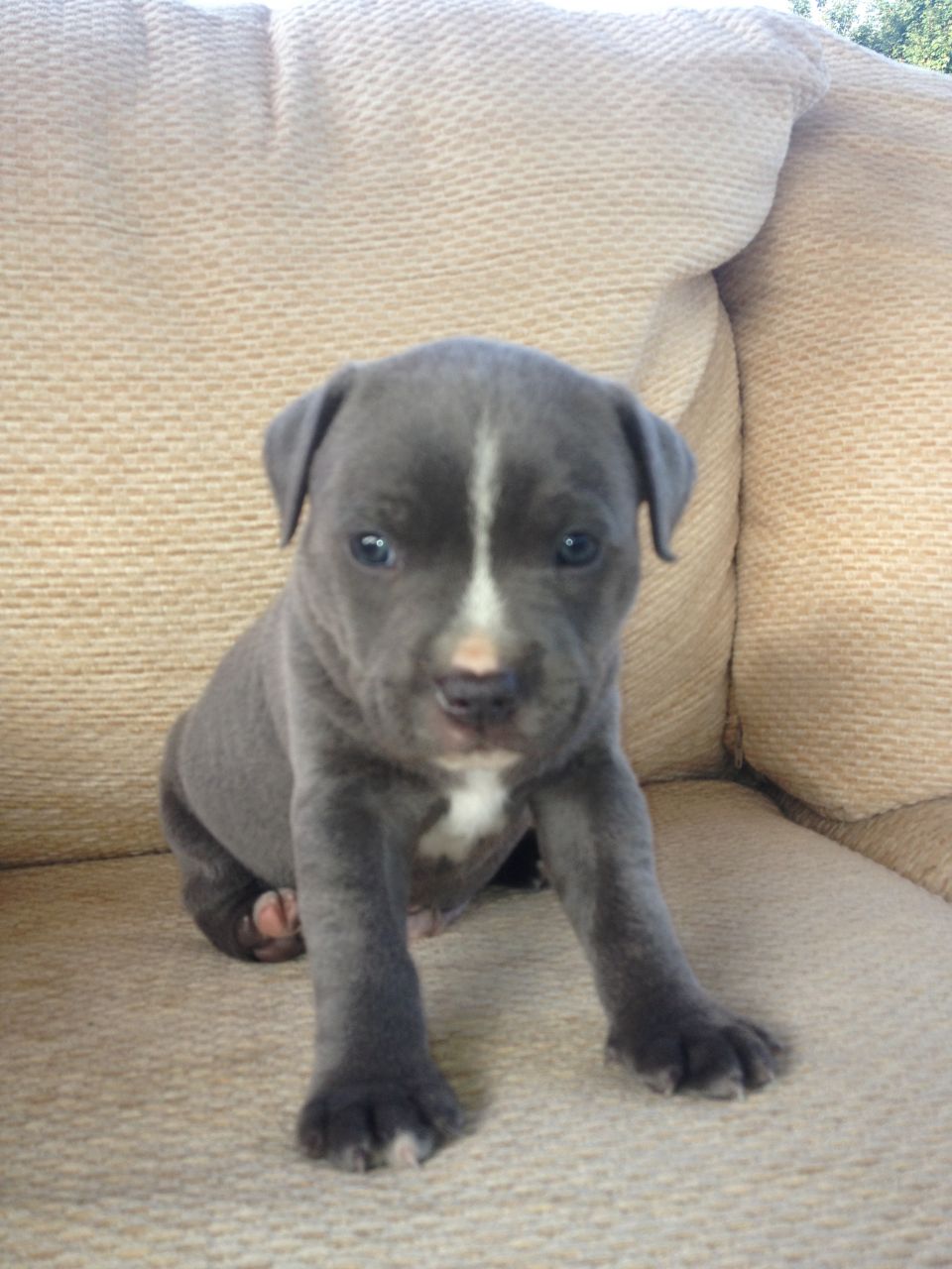 Staffordshire Bull Terrier Puppies: Staffordshire Staffordshire Bull Terrier Puppies Breed