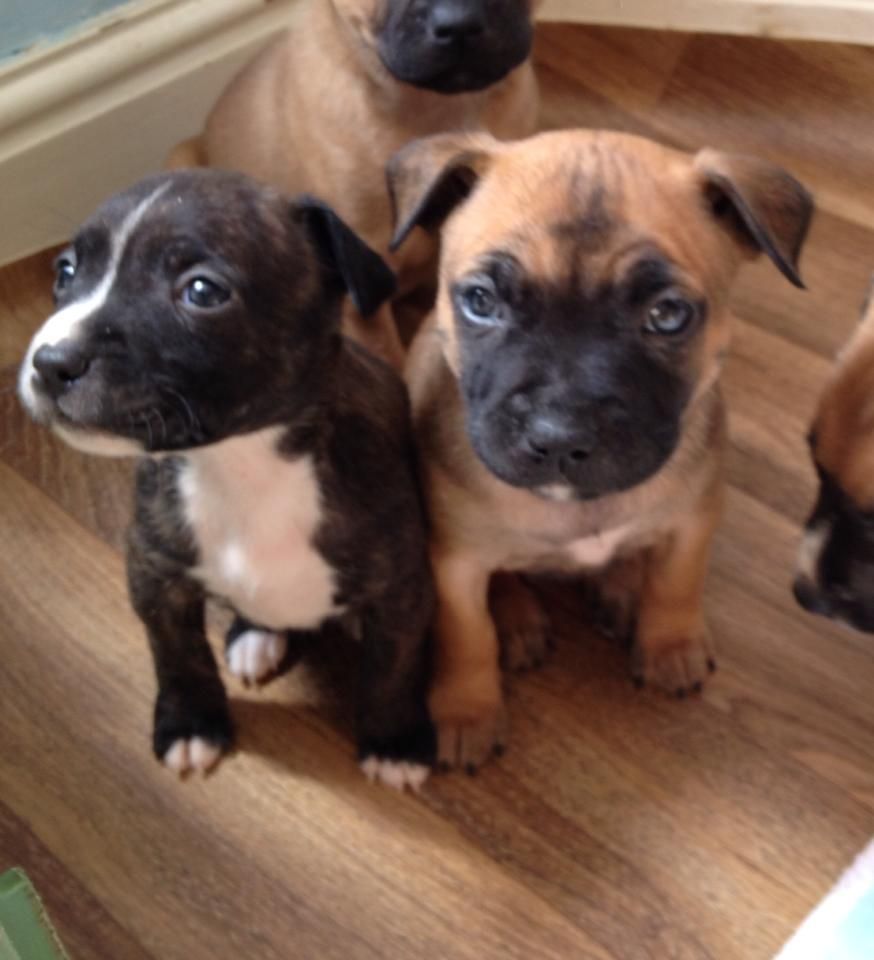 Staffordshire Bull Terrier Puppies: Staffordshire Staffordshire Bull Terrier Puppies For Sale Birmingham Breed