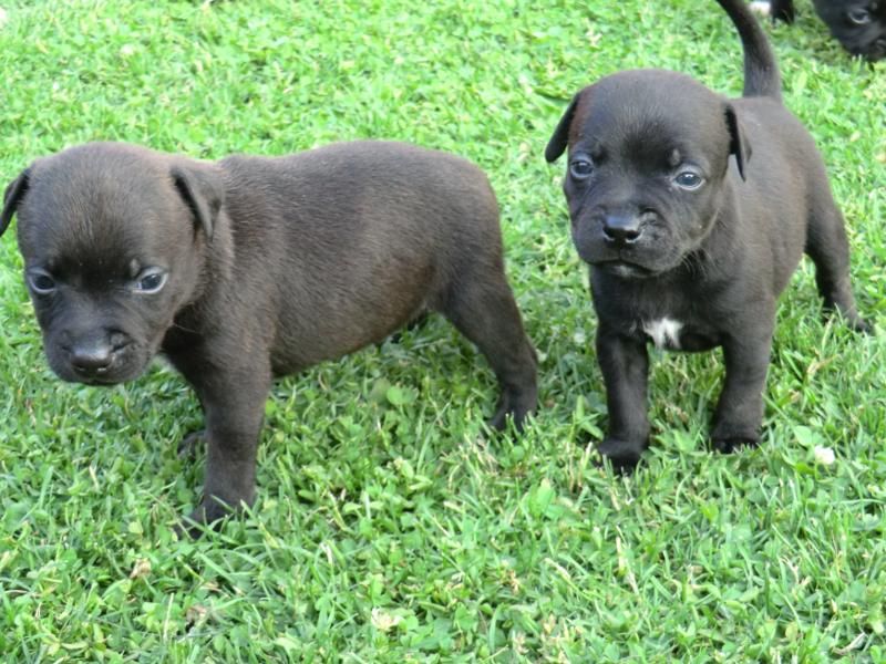 Staffordshire Bull Terrier Puppies: Staffordshire Staffordshire Bull Terrier Puppies For Sale Breed