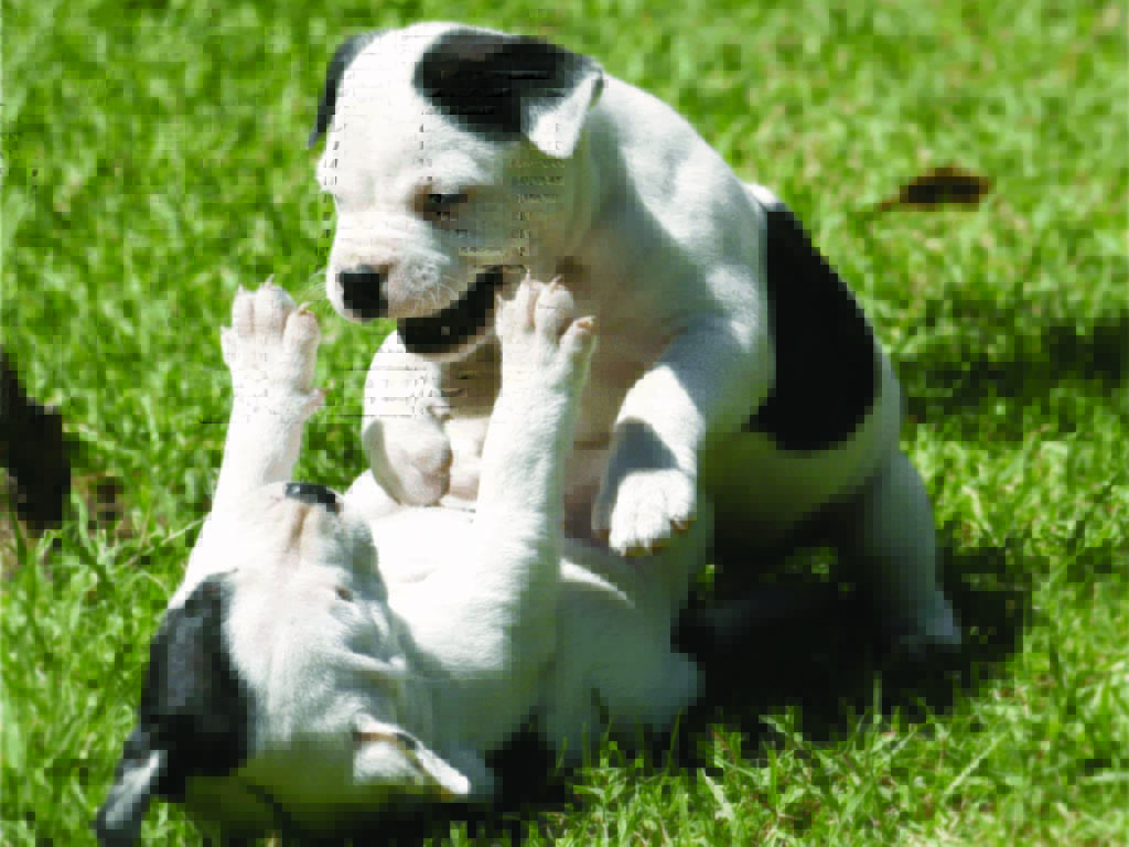 Staffordshire Bull Terrier Puppies: Staffordshire Staffordshire Bull Terrier Puppies Playing Breed