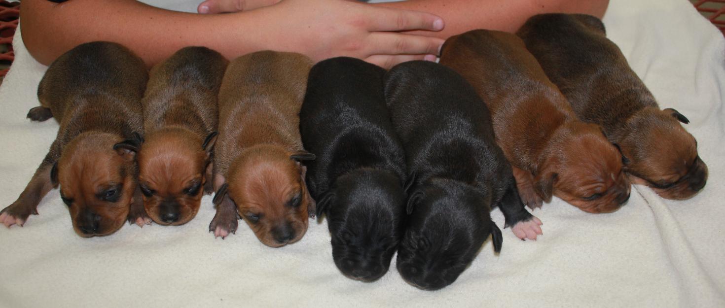 Staffordshire Bull Terrier Puppies: Staffordshire Staffordshire Bull Terrier Puppies Sale Breed
