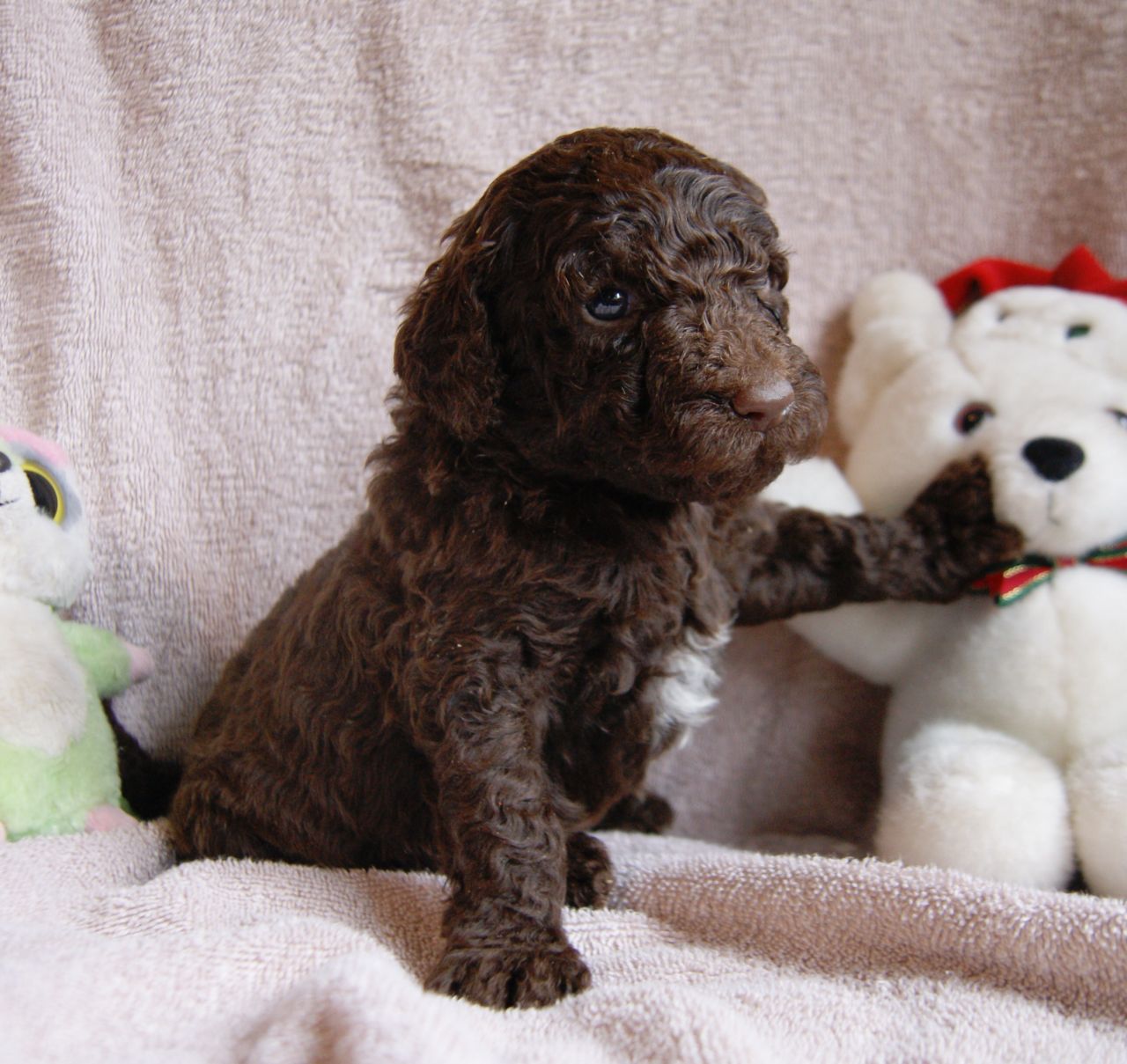 Talbot Puppies: Standard Poodle Puppies Brown Black Neath Breed