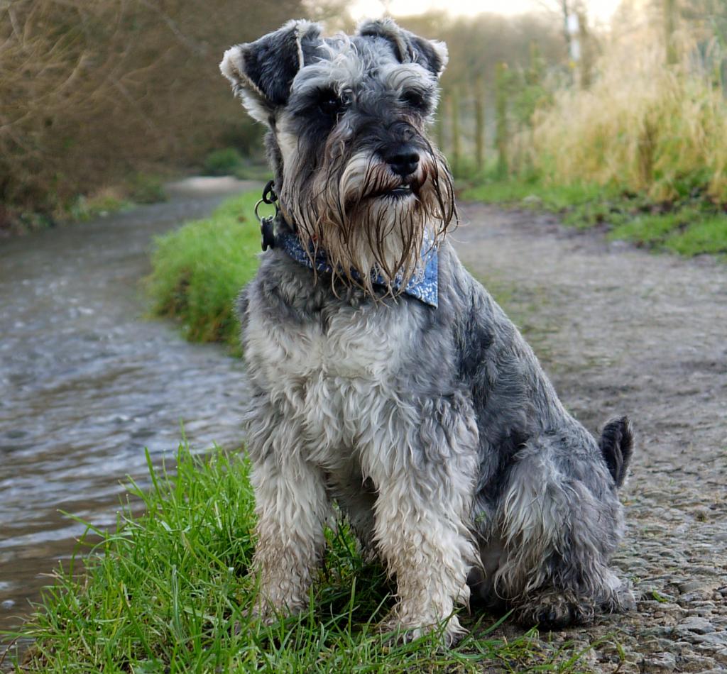Standard Schnauzer Dog: Standard Schnauzer Standard Dog By The River Breed