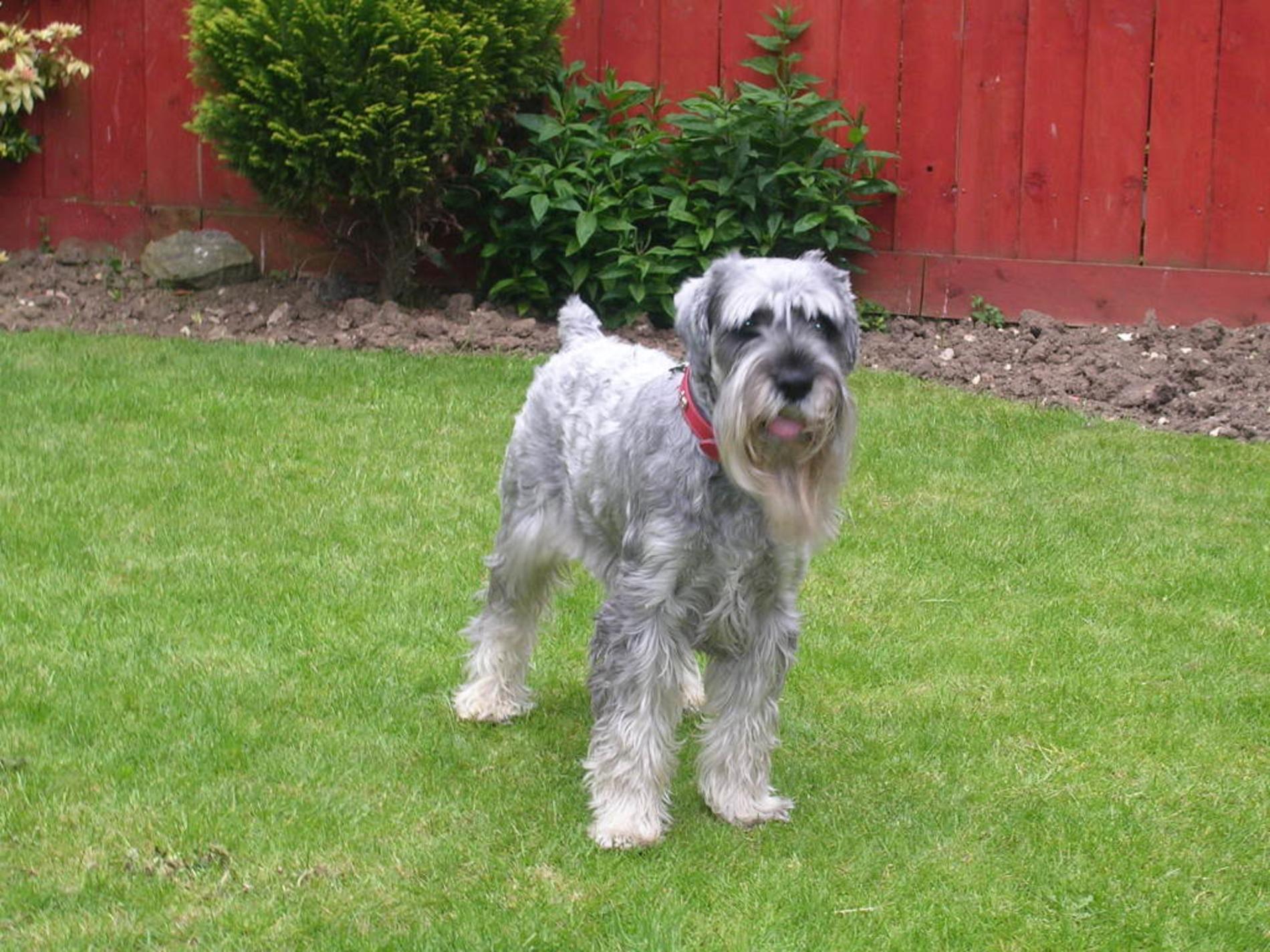 Standard Schnauzer Dog: Standard Schnauzer Standard Dog On The Grass Breed