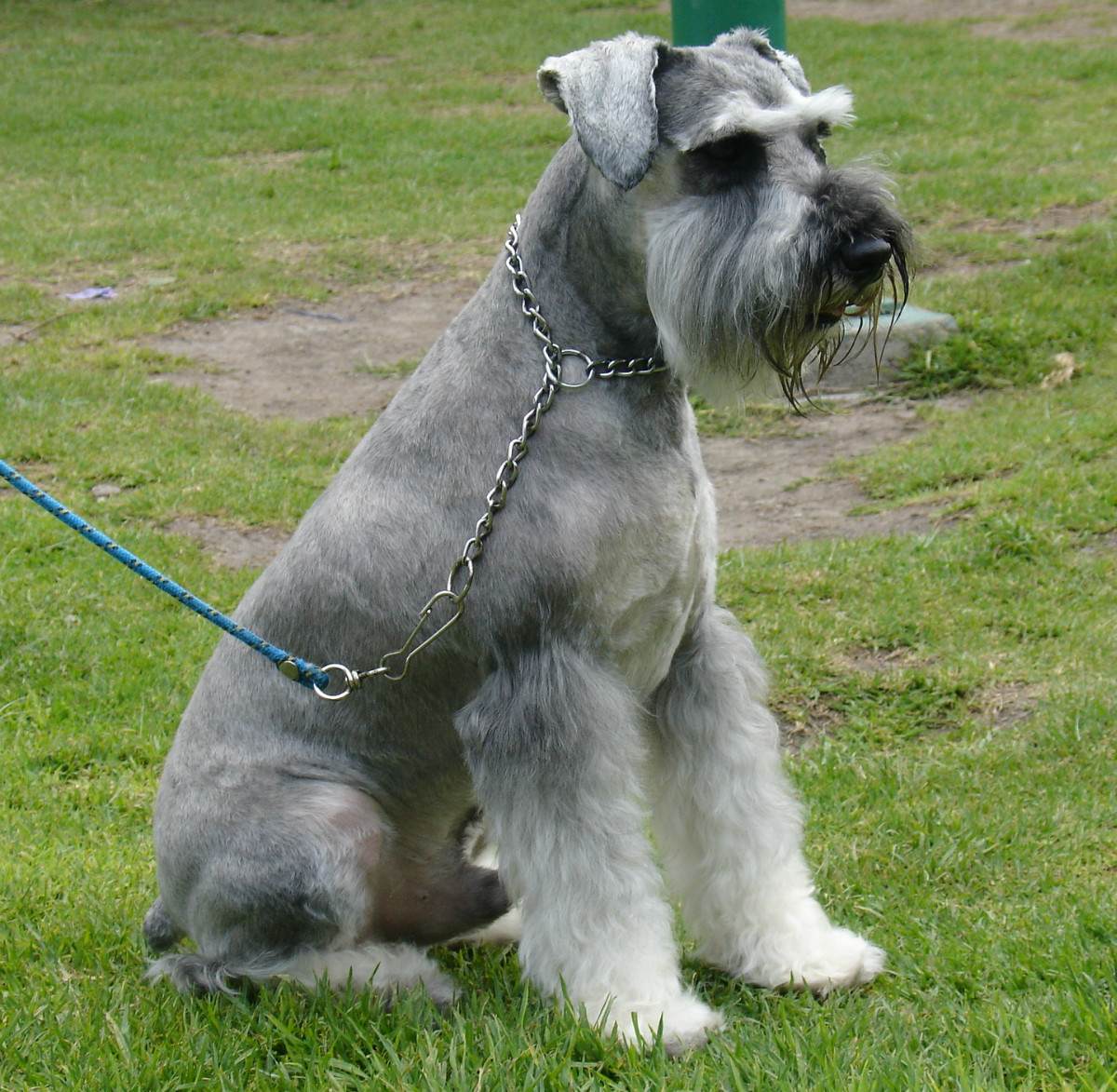 Standard Schnauzer Dog: Standard Sitting Schnauzer Standard Dog Breed