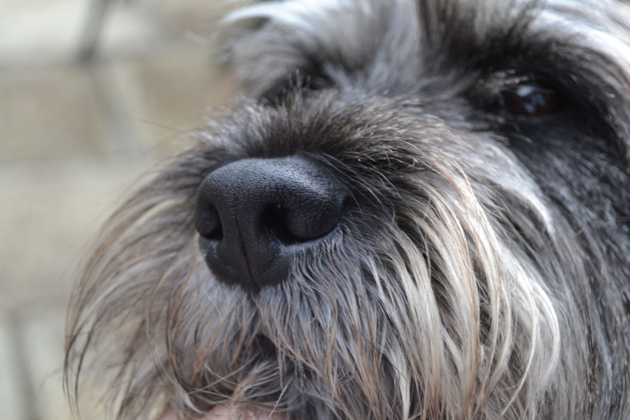 Standard Schnauzer Dog: Standard Standard Schnauzer Male Dog Selby Breed