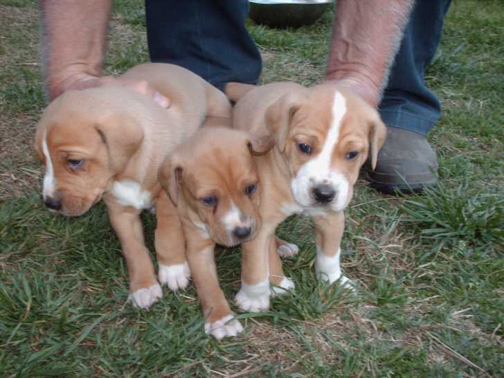 Stephens Cur Puppies: Stephens Mountain Cur Puppies Breed