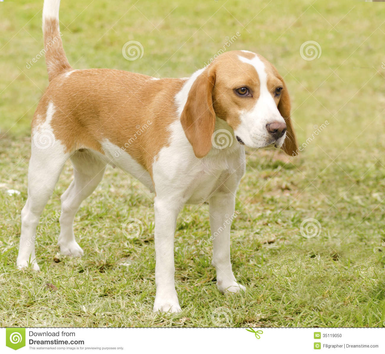Istrian Shorthaired Hound Dog: Stock Istrian Shorthaired Hound Young Beautiful White Orange Puppy Dog Standing Lawn Short Haired Breed