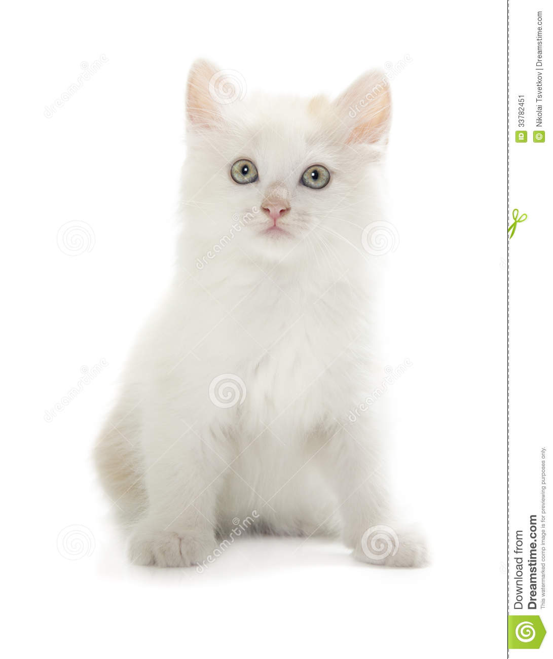 Kurilian Bobtail Kitten: Stock Kurilian Bobtail Kitten Isolated Over White Background Breed