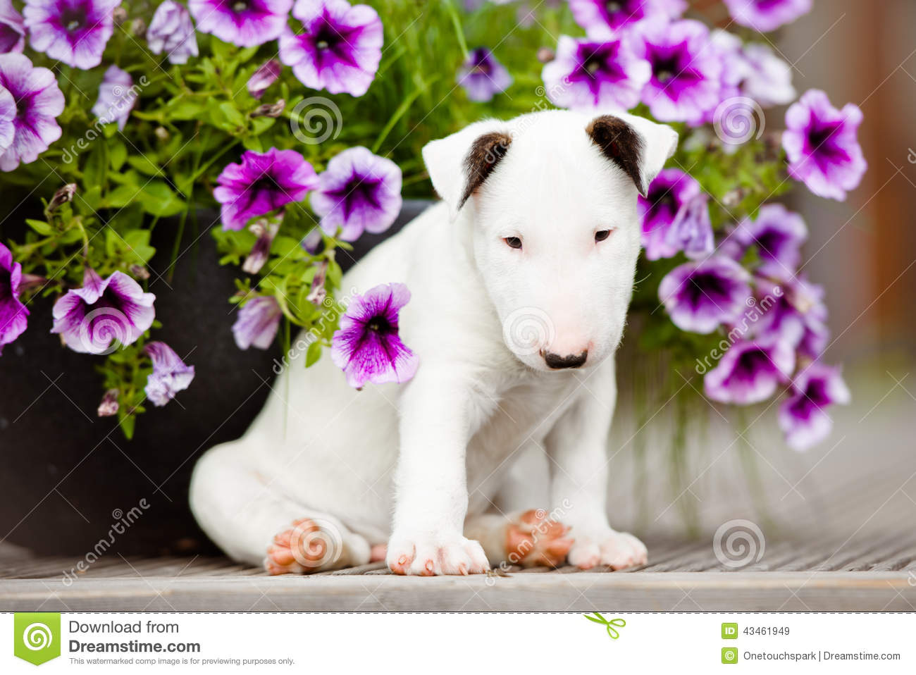 Old English Terrier Puppies: Stock White Bull Terrier Puppy Flowers English Puppies One Month Old Breed