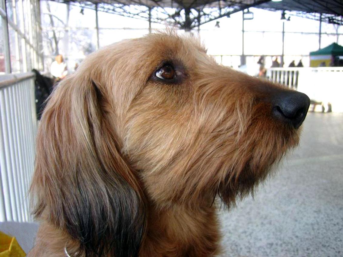 Styrian Coarse-haired Hound Puppies: Styrian Picture Of Array Norfolk Terrier Breed Profile