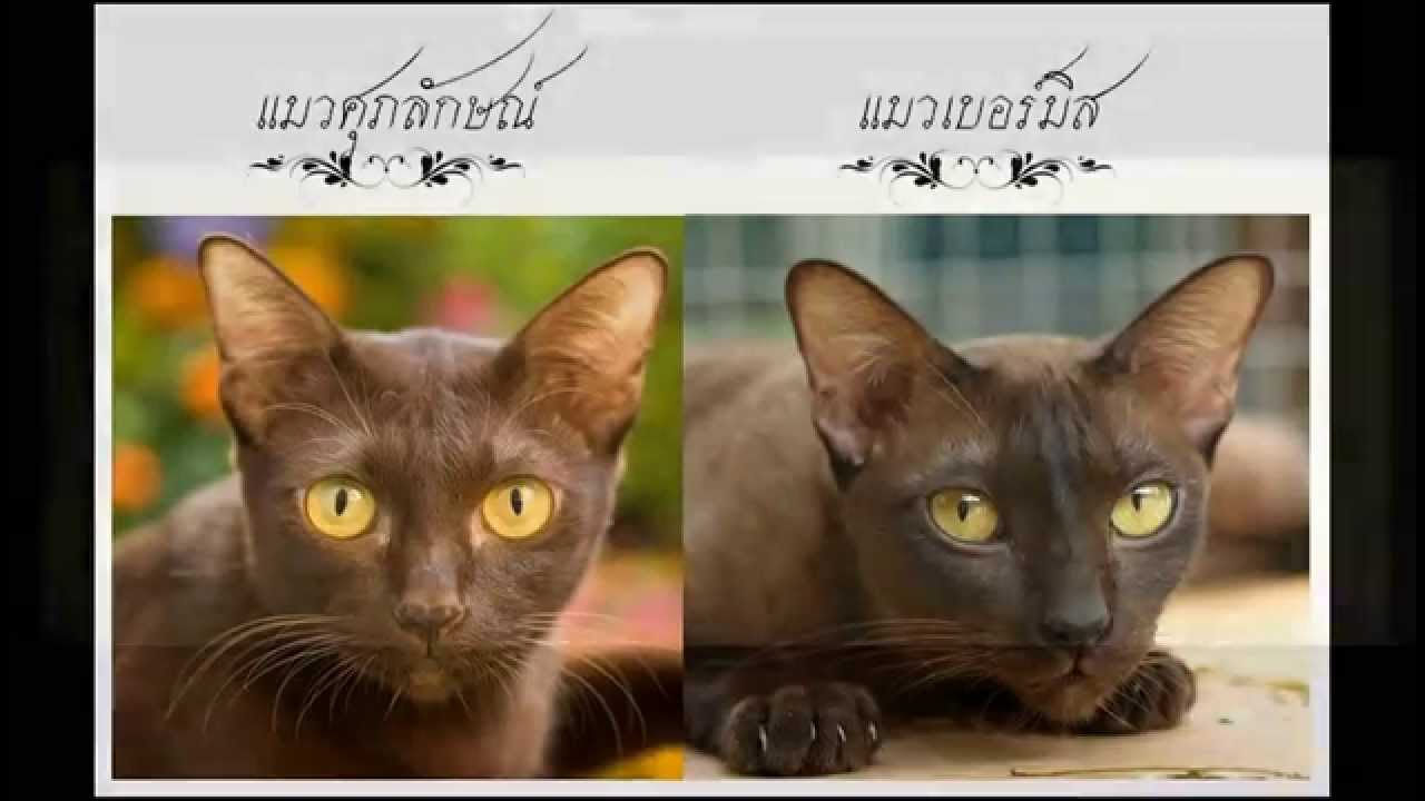 Suphalak Cat: Suphalak Watch Breed