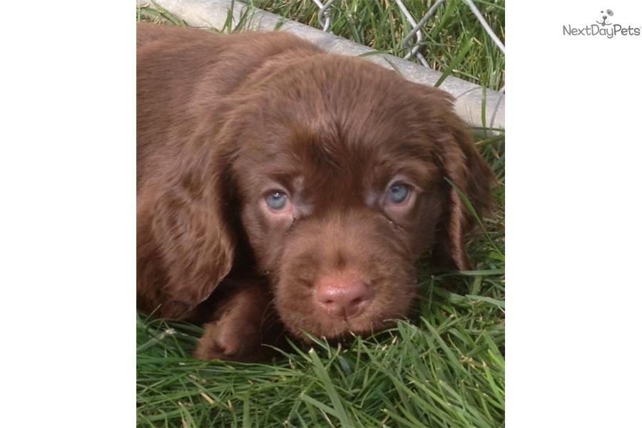 Sussex Spaniel Puppies: Sussex B Aa Breed