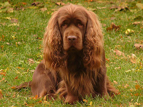 Sussex Spaniel Dog: Sussex Pictures Breed