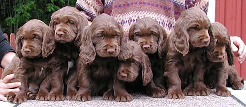 Sussex Spaniel Puppies: Sussex Puppies Breed