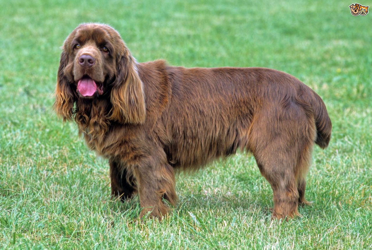 Sussex Spaniel Dog: Sussex Spaniel Breeds Native To The Uk