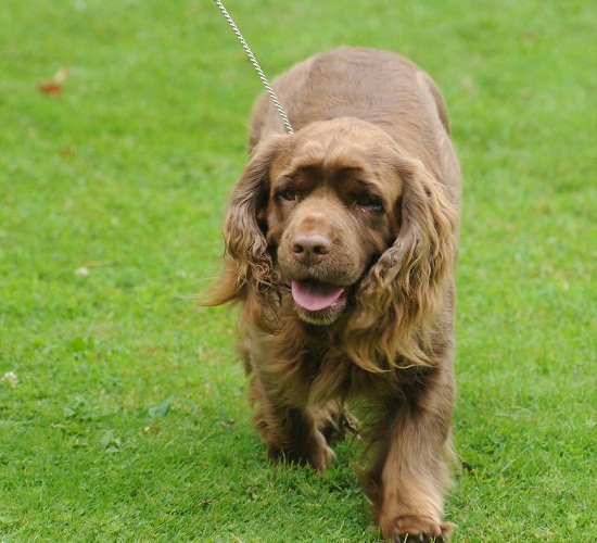 Sussex Spaniel Dog: Sussex Sussex Spaniel Dog Breeds