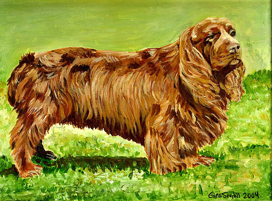 Sussex Spaniel Dog: Sussex Sussex Spaniel Dog Portrait Breed