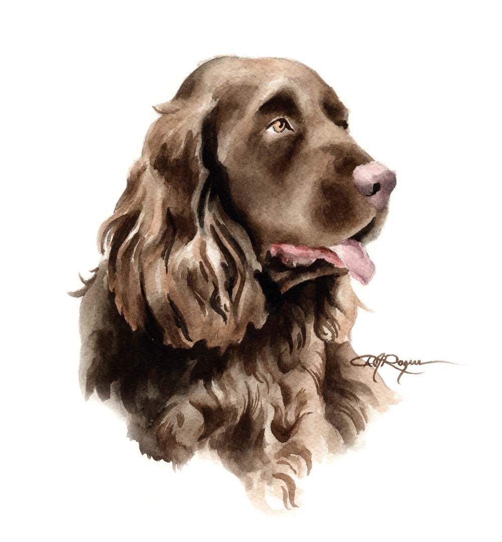 Sussex Spaniel Dog: Sussex Sussex Spaniel Dog Watercolor Painting Breed