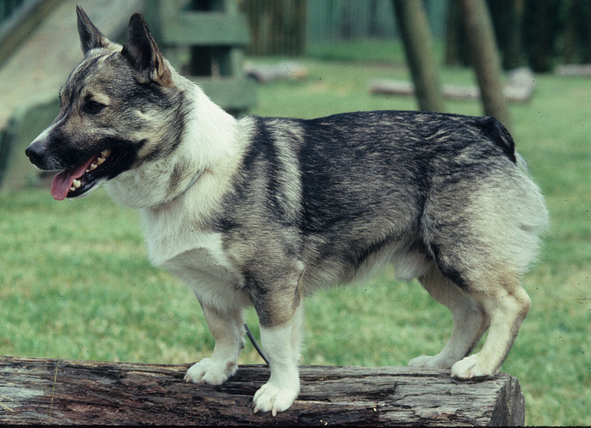 Swedish Vallhund Dog: Swedish Breed Of Month Swedish Vallhund