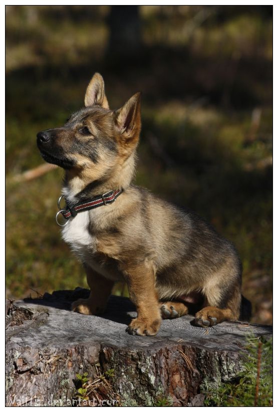 Swedish Vallhund Dog: Swedish Breed
