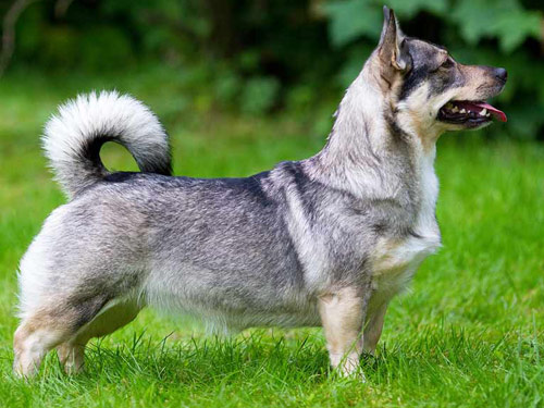 Swedish Vallhund Dog: Swedish Httpccwwwosafincomcscmissyjpg Breed