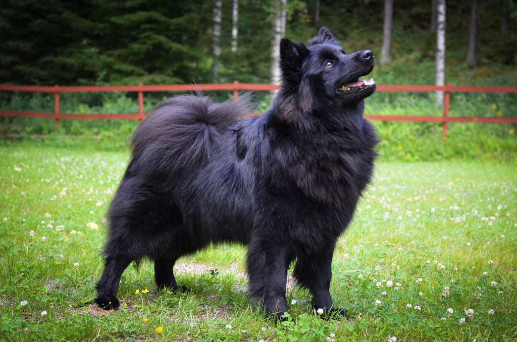 Swedish Lapphund Dog: Swedish Rare Dog Breeds