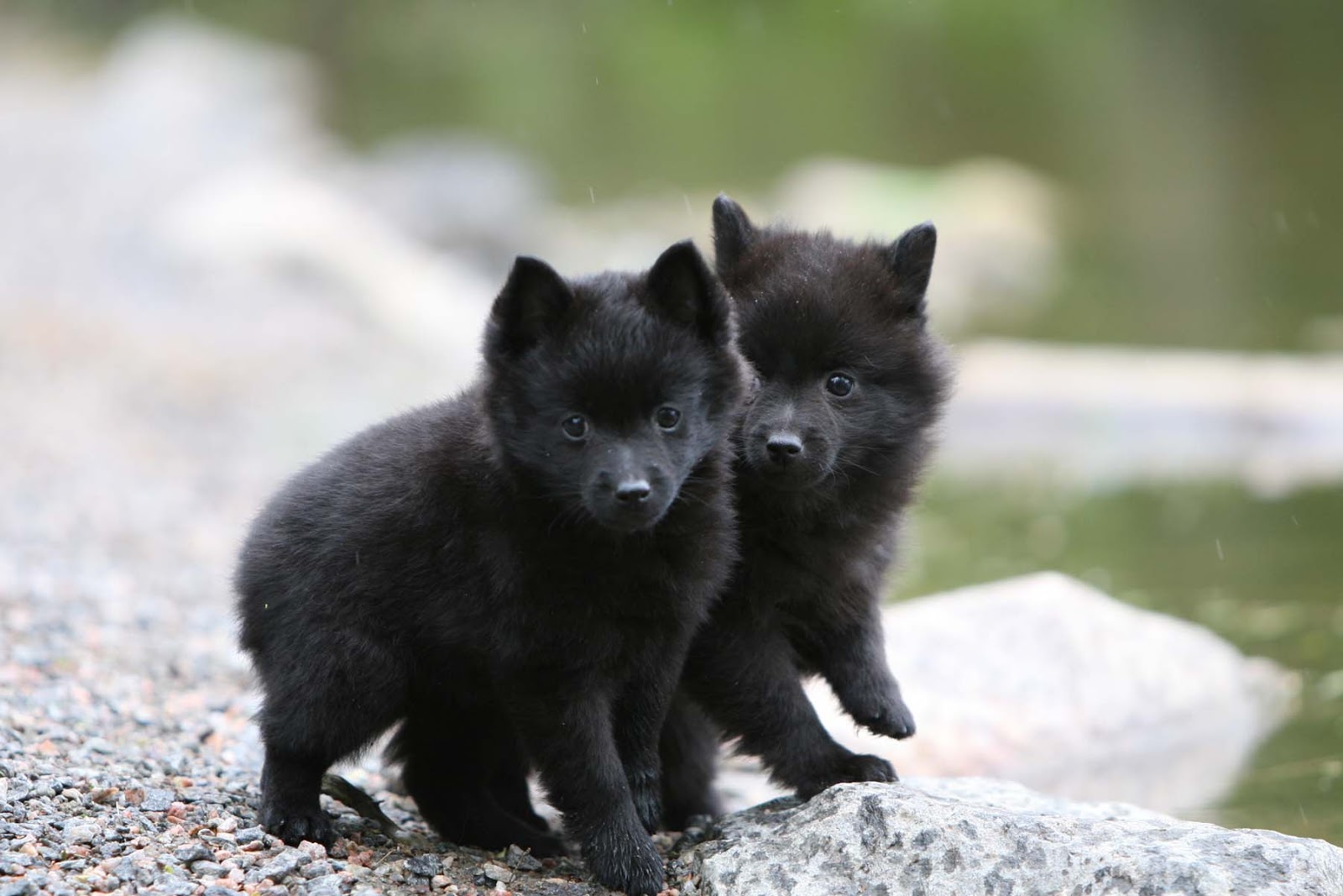 Swedish Lapphund Puppies: Swedish Schipperke Puppies Breed