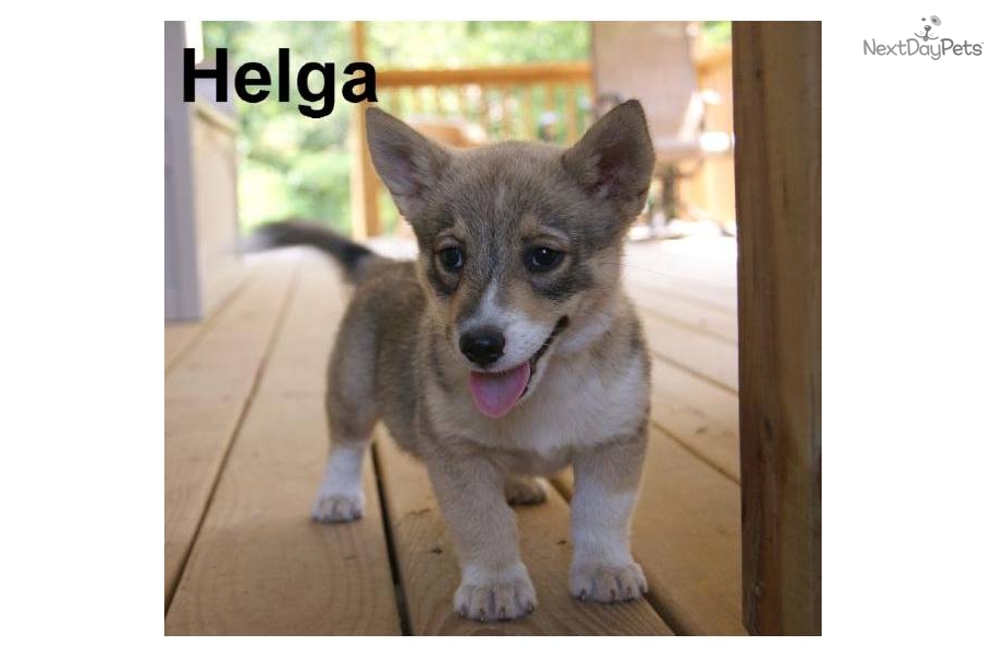 Swedish Lapphund Puppies: Swedish Swedish Lapphund Puppies For Sale Breed