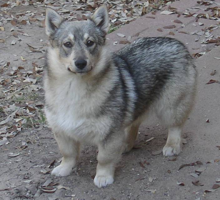Swedish Vallhund Dog: Swedish Swedish Vallhund Dog Breed Pictures