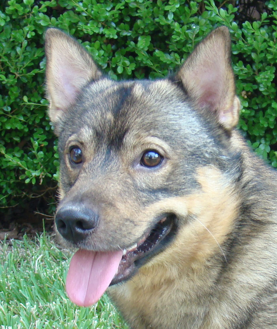 Swedish Vallhund Dog: Swedish Swedish Vallhund Dog Face Breed