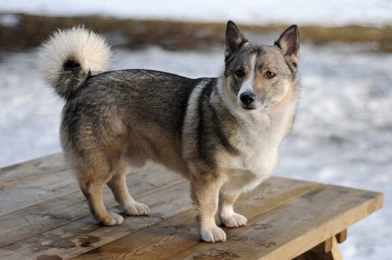 Swedish Vallhund Dog: Swedish Swedish Vallhund Viking Dog Breed