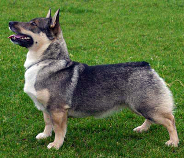 Swedish Vallhund Dog: Swedish Swedishvallhund Breed