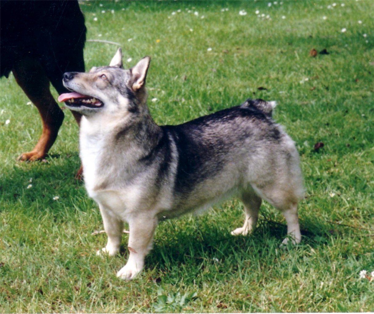 Swedish Vallhund Dog: Swedish Watching Swedish Vallhund Dog Breed