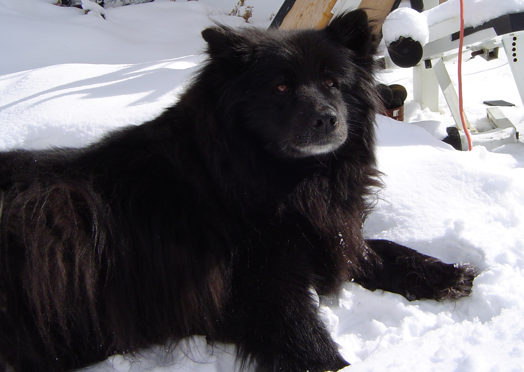 Swedish Lapphund Dog: Swedish Winter Swedish Lapphund Dog Breed