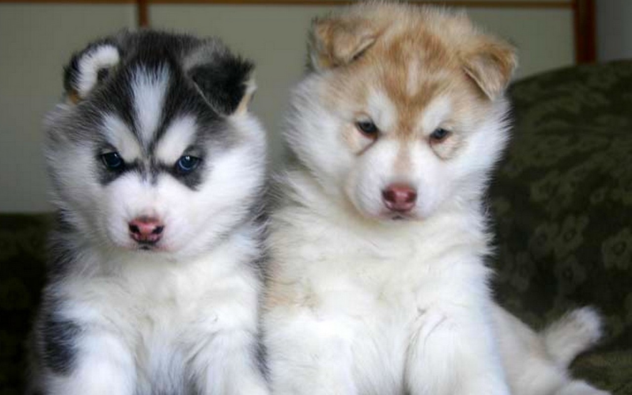 Tahltan Bear Puppies: Tahltan Two Cute Alaskan Malamute Puppies Breed