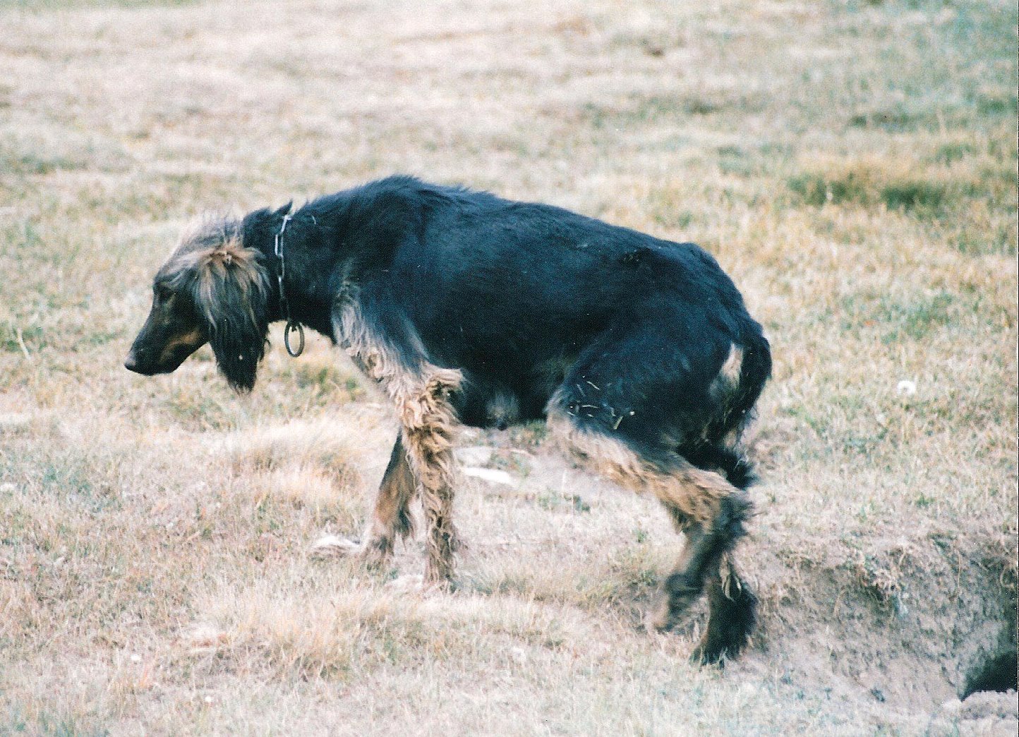 Taigan Dog: Taigan Hunting Taigan Dog Breed