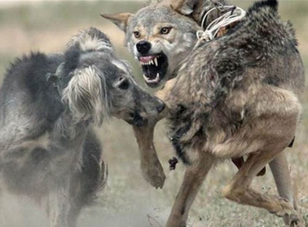 Taigan Dog: Taigan Judge Okays Wolf Hunting With Dogs In Breed