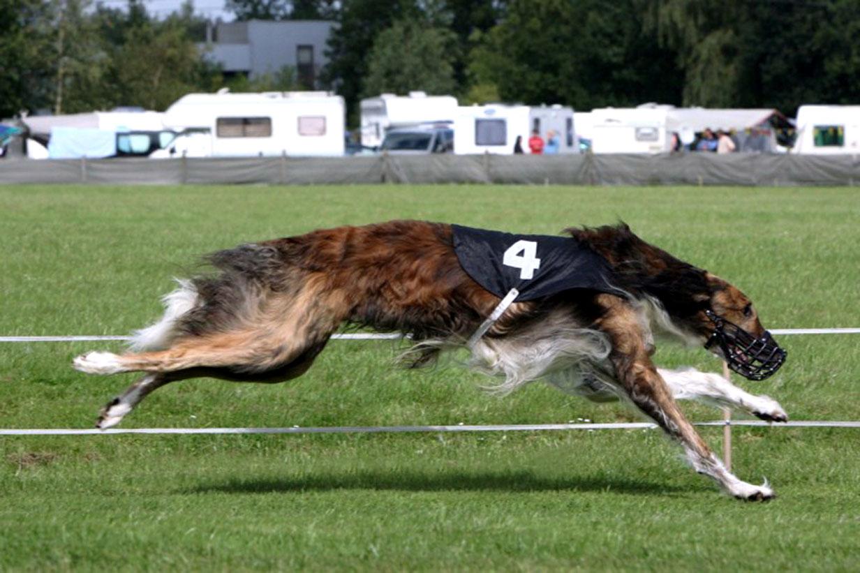 Taigan Dog: Taigan Running Taigan Dog Breed