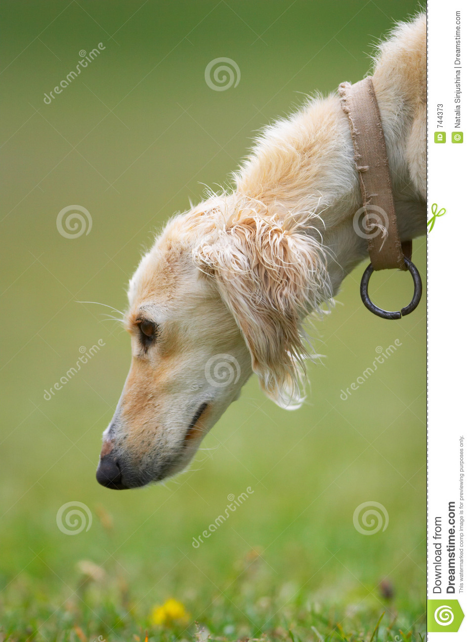 Taigan Puppies: Taigan Stock S Taigan Kyrgyz Borzoi Dog Head Breed