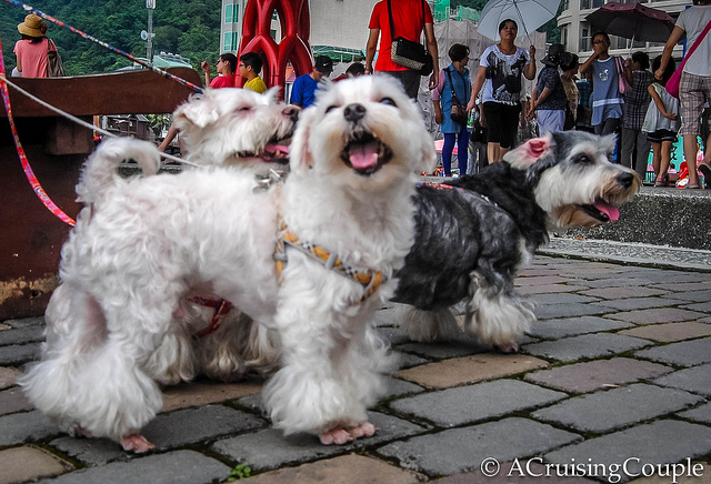 Taiwan Puppies: Taiwan Cute Puppies From Taiwan Breed