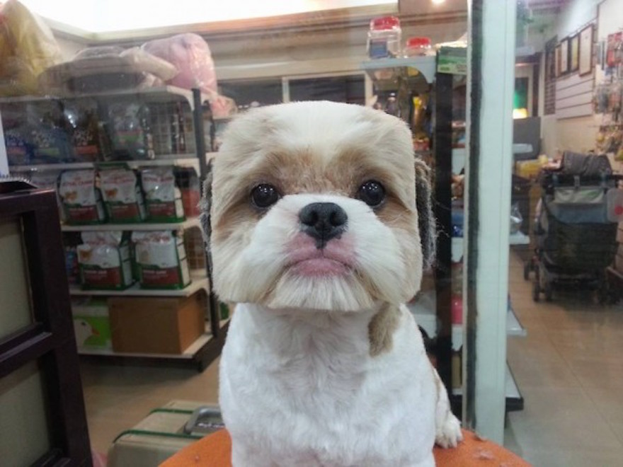 Taiwan Puppies: Taiwan Square Or Round Haircuts Breed