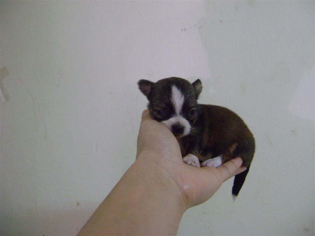 Taiwan Puppies: Taiwan Tiny Taiwan Show Line Chihuahua Chiwawa Breed