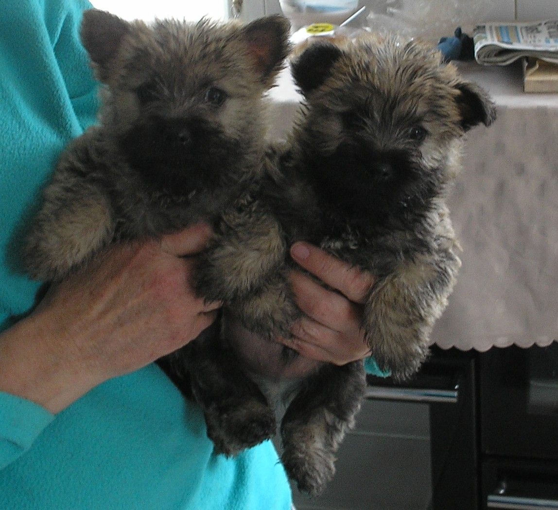 Talbot Puppies: Talbot Cairn Terrier Pups K C Registered Port Talbot Breed